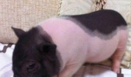 抖音网红宠物猪吃瓜视频